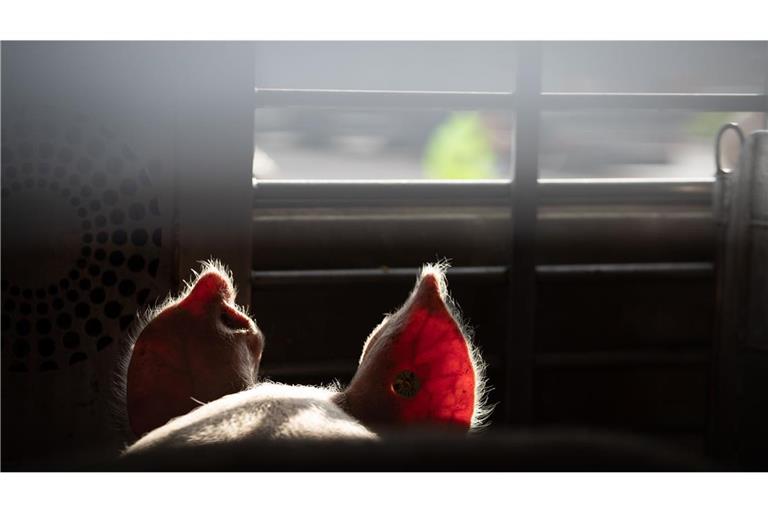 Polizei und Veterinäramt haben bei der Kontrolle von Tiertransportern etliche Verstöße festgestellt. (Symbolbild)
