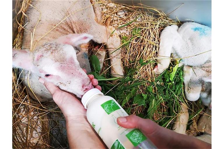 Polizeibeamte geben einem geschwächten Lamm mit der Flasche zu trinken. Foto: Polizei Schwäbisch Gmünd