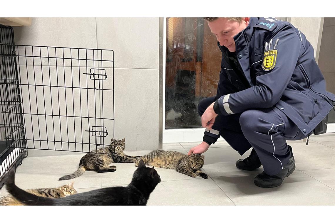 Polizei findet Babykatzen – Besitzer gesucht Polizeibeamter besucht die vier Babykatzen im Tierheim.