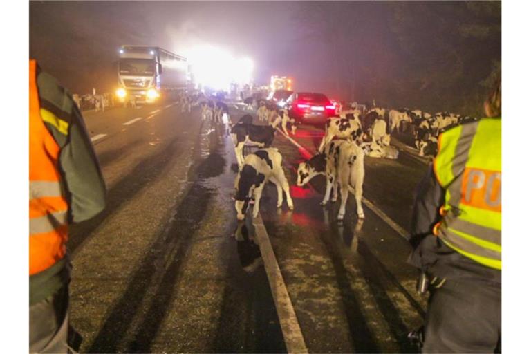 Polizisten stehen auf einer Bundesstraße vor Kälbern. Foto: Aaron Klewer/Einsatz-Report24/dpa