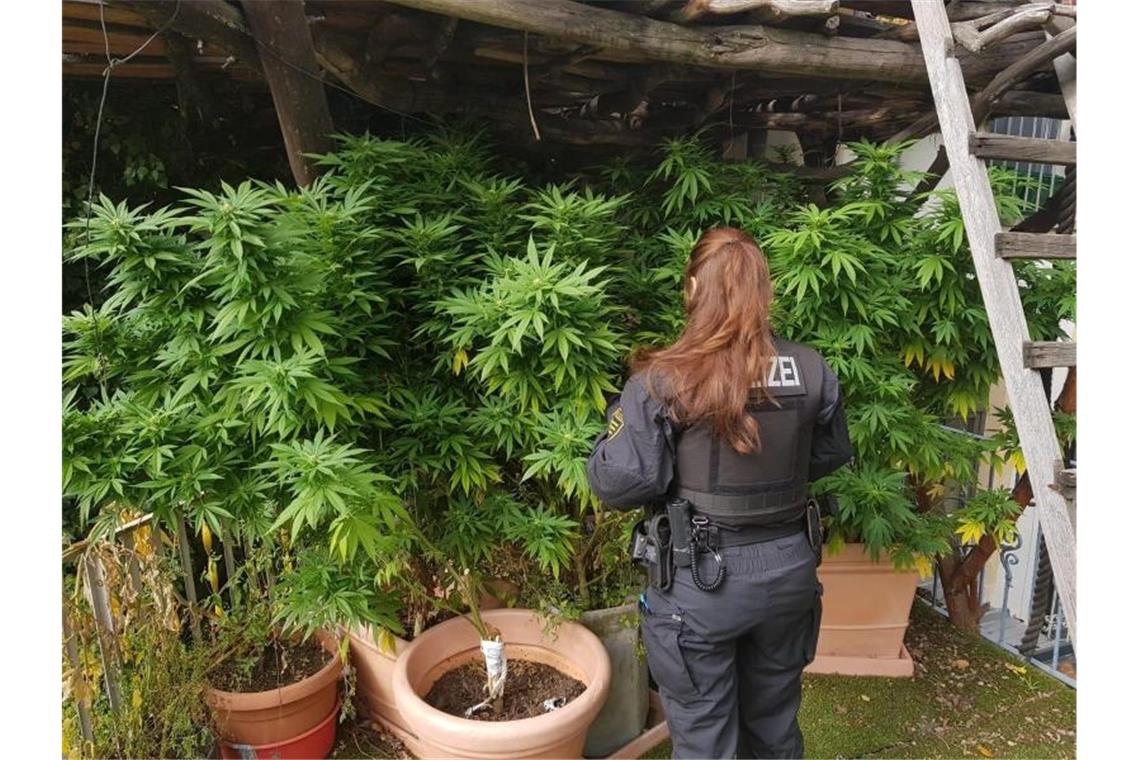 Polizisten untersuchen eine Hanfplantage: Der CDU-Innenpolitiker Marian Wendt hält eine Cannabis-Freigabe für den Eigenbedarf für denkbar. Foto: Polizeidirektion Dresden/dpa