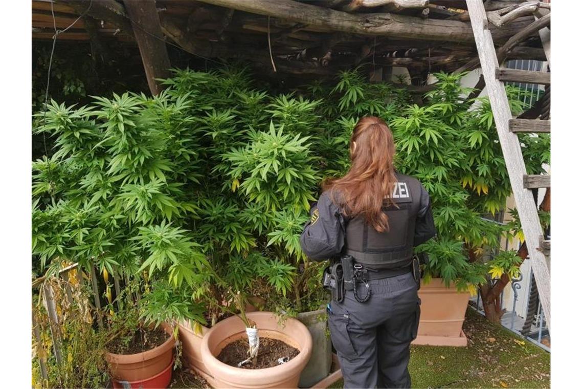 Union diskutiert über kontrollierte Cannabis-Freigabe Polizisten untersuchen eine Hanfplantage: Der CDU-Innenpolitiker Marian Wendt hält eine Cannabis-Freigabe für den Eigenbedarf für denkbar. Foto: Polizeidirektion Dresden/dpa