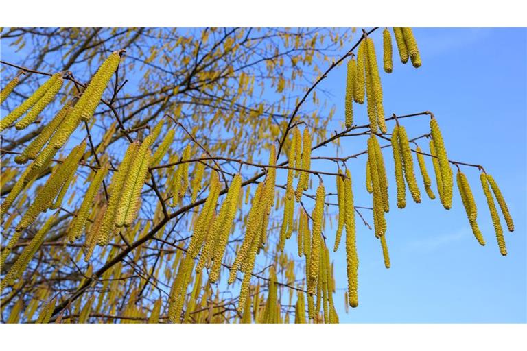 Pollen sind die häufigsten Auslöser allergischer Atemwegserkrankungen.