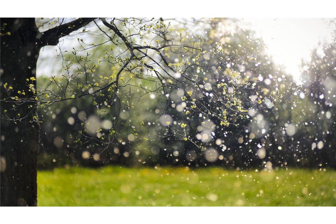 Pollenflug von Pappeln: Wer Heuschnupfen hat, kennt ungetrübte Vorfreude auf den Frühling oft nicht: Dann beginnt wieder die Zeit, die ohne Allergietabletten und Taschentücher kaum zu überstehen ist.
