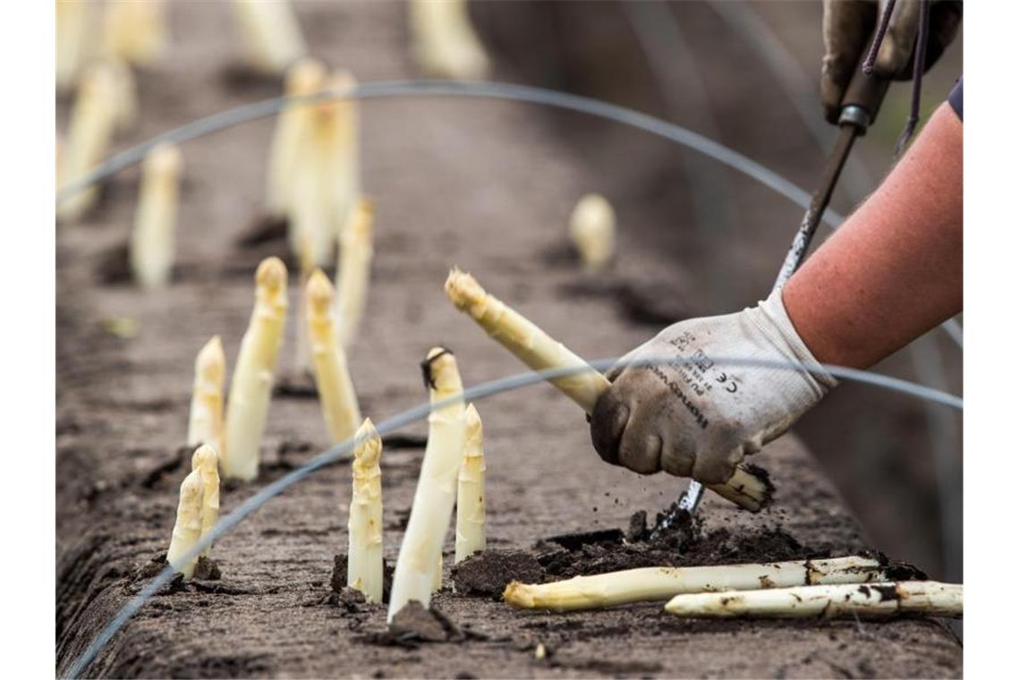 Polnische Helfer ernten auf einem Feld den ersten Spargel der Saison. Foto: Jens Büttner/Illustration