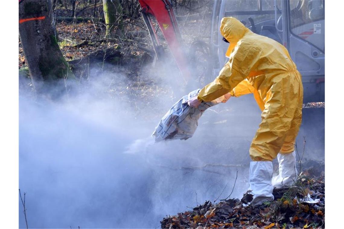 Immer mehr Schweinepest-Fälle nahe deutscher Grenze