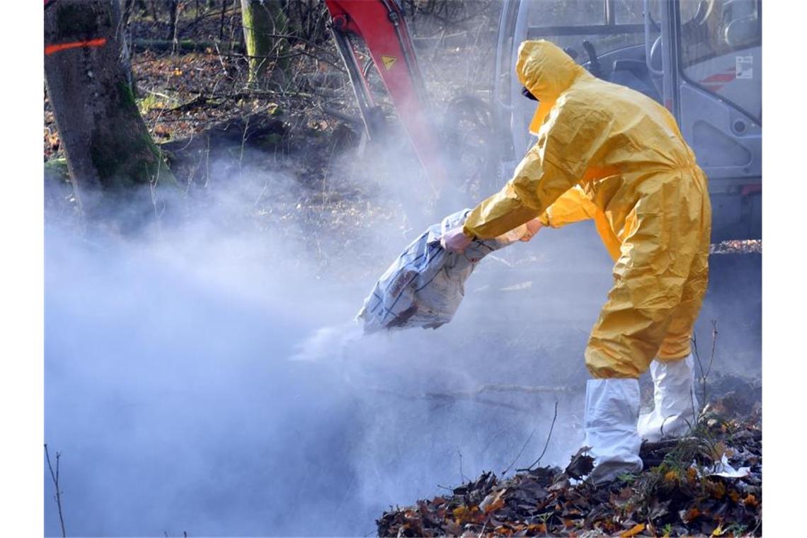 Afrikanische Schweinepest 21 Kilometer vor deutscher Grenze Polnische Veterinärbehörden trainieren bei einer Notfallübung für das Auftreten der Afrikanischen Schweinepest (Archiv). Foto: Marcin Bielecki/PAP/dpa