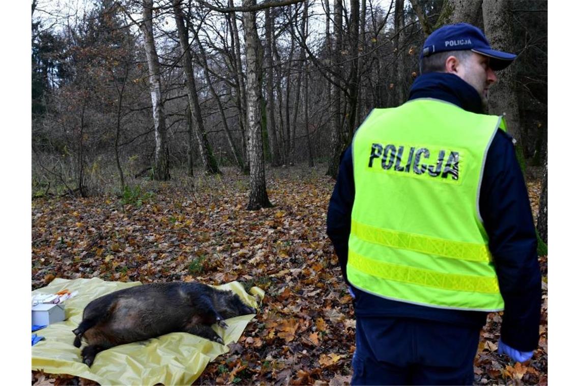 Polnische Veterinärbehörden und Polizisten trainieren bei einer Notfallübung für das Auftreten der Afrikanischen Schweinepest. Foto: Marcin Bielecki/PAP/dpa