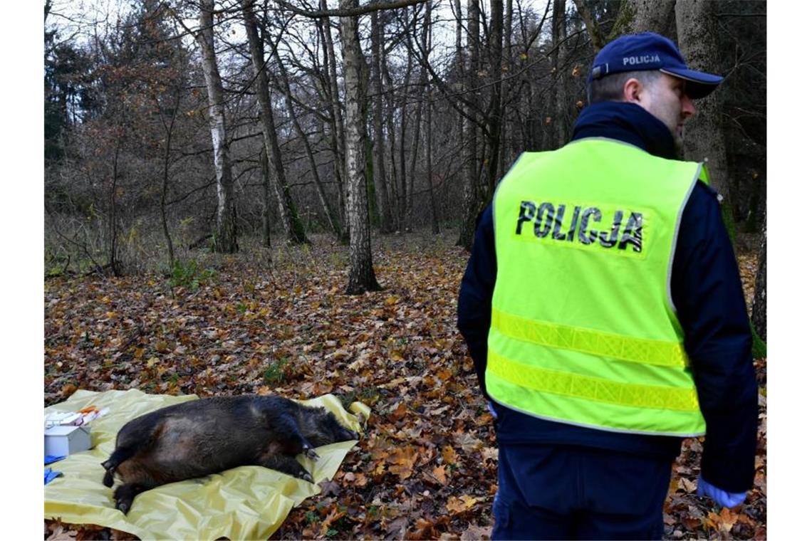 Afrikanische Schweinepest 21 Kilometer vor deutscher Grenze Polnische Veterinärbehörden und Polizisten trainieren bei einer Notfallübung für das Auftreten der Afrikanischen Schweinepest (Archiv). Foto: Marcin Bielecki/PAP/dpa