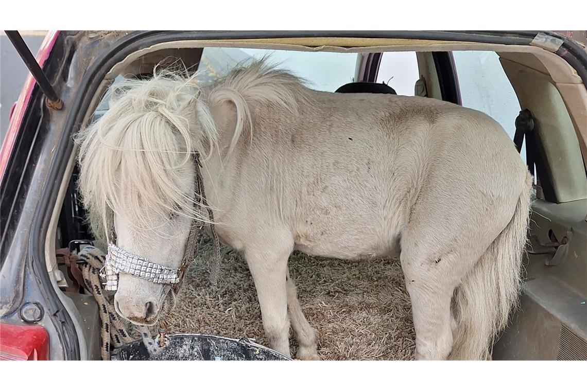 Pony im pinkfarbenen Pkw – Polizei stoppt Autofahrerin Pony im pinken Pkw – Polizei stoppt Autofahrerin