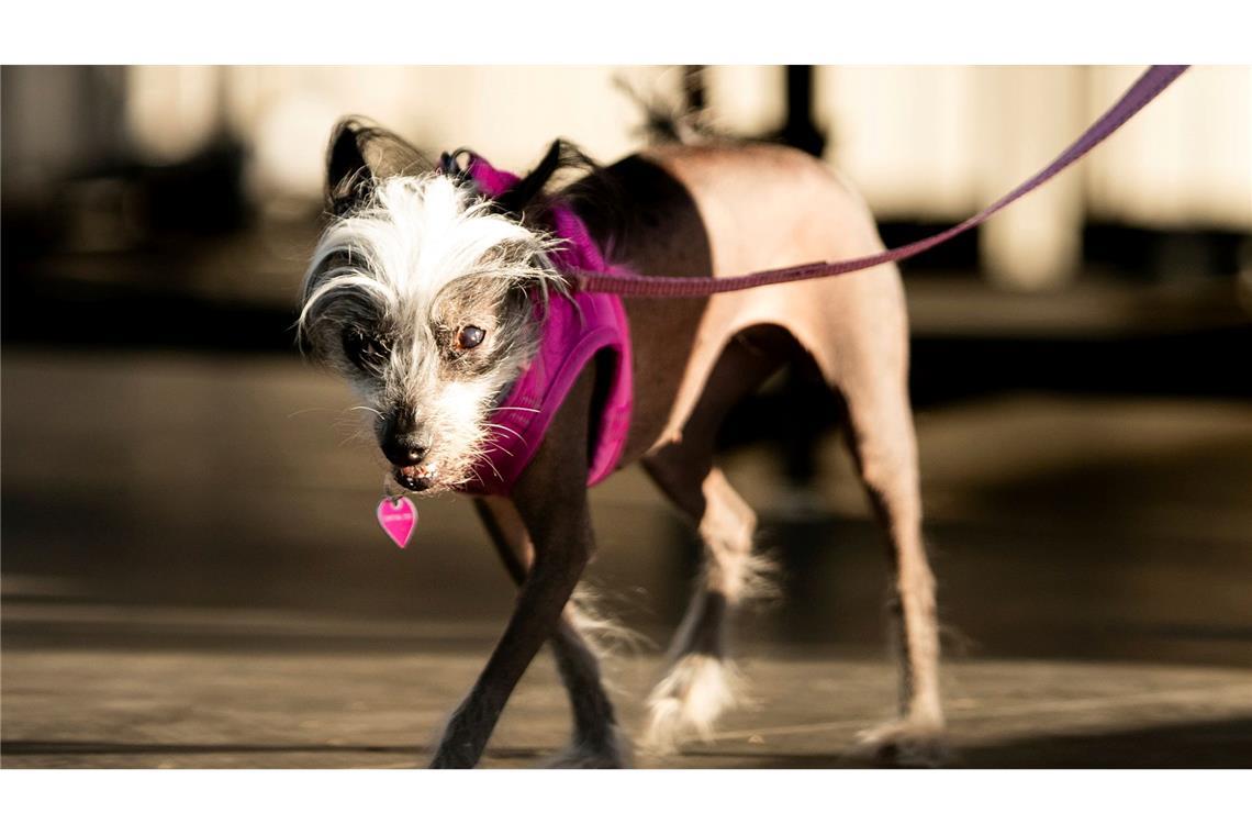 Haarlose Petunia ist "hässlichster Hund der Welt" Poppy hatte statt Kuschelfell viel nackte Haut zu bieten.
