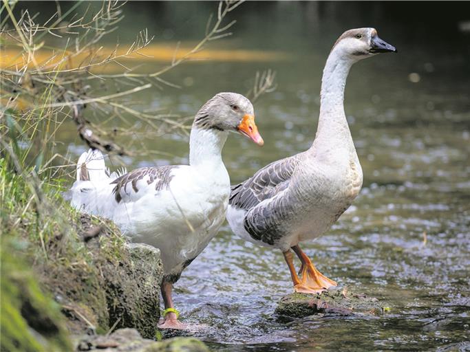 Prachtexemplare in Federn: Das ungleiche Gänsepärchen ist seit dem Frühjahr auf der Weißach und dem Brüdenbach unterwegs. Foto: A. Becher