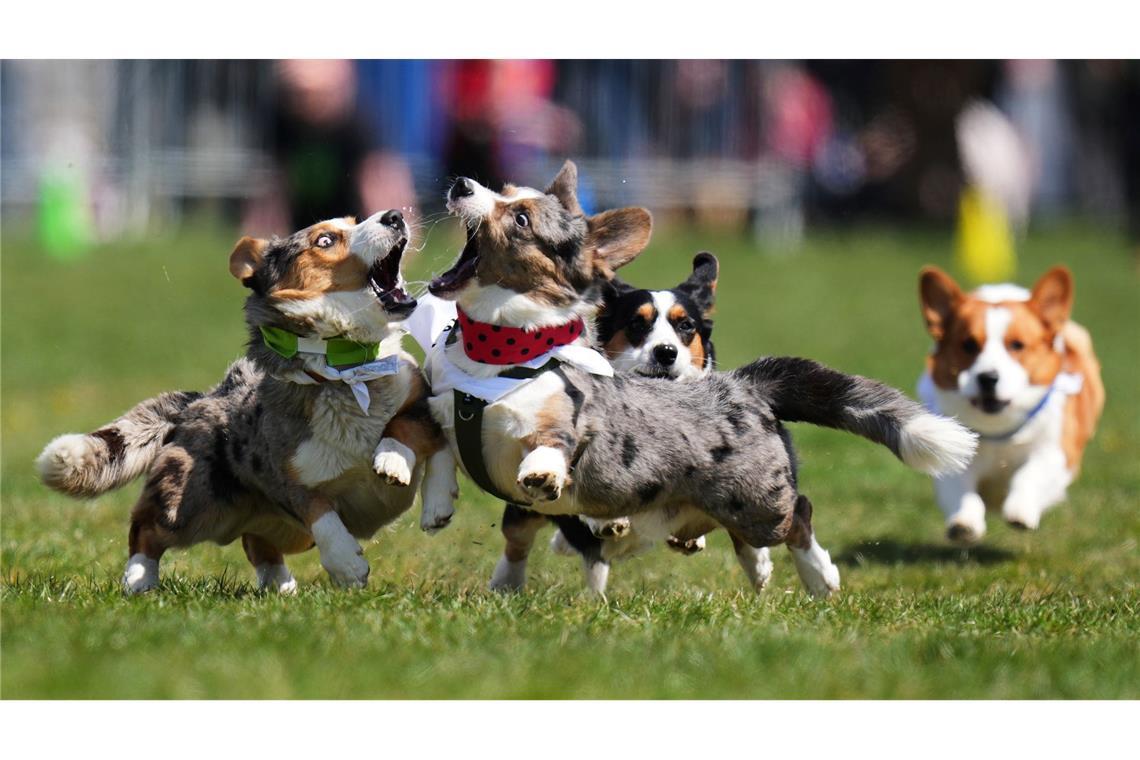 Prag: Kurze Beine, großes Tempo – Corgis beim tschechischen Corgi Run