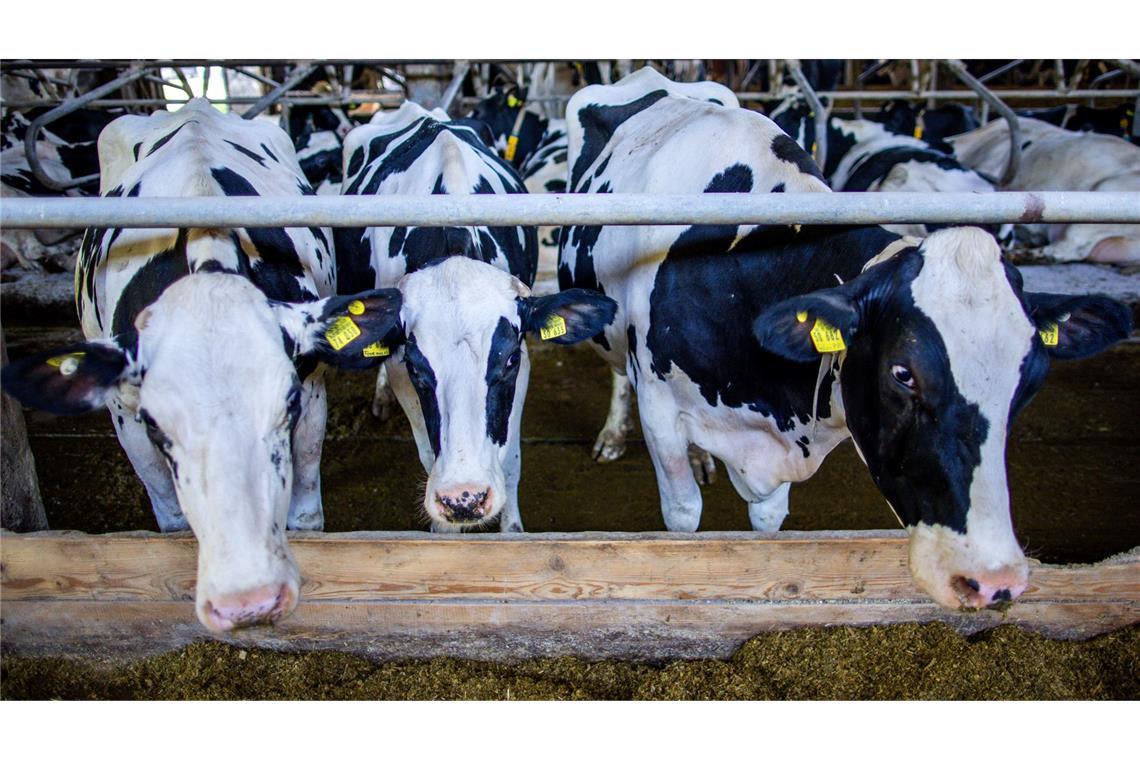 Preissenkungen für Milchprodukte bereiten vielen Landwirten Sorgen. (Archivbild)