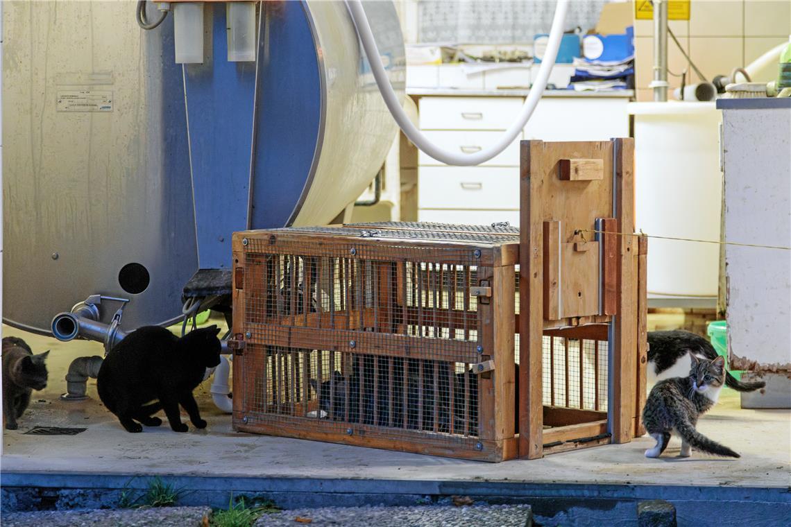 Kastrationspflicht für Katzen auf dem Vormarsch? Private Katzenhilfen fangen frei laufende Katzen ein, um sie kastrieren zu lassen. Nur so lässt sich die Katzenpopulation ohne Besitzer und festes Zuhause auch langfristig eindämmen. Archivfoto: Stefan Bossow