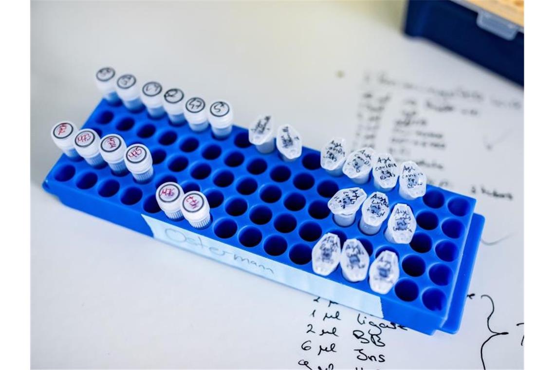 Proben für die Coronavirus-Forschung stehen auf einem Tisch einem Labor der Heinrich-Heine-Universität Düsseldorf. Foto: Marcel Kusch/dpa