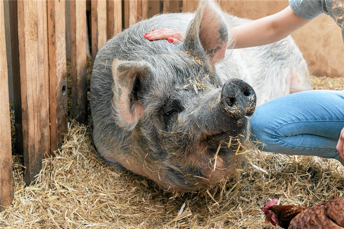 Pumba, ein schwäbisches Hausschwein, genießt Streicheleinheiten.