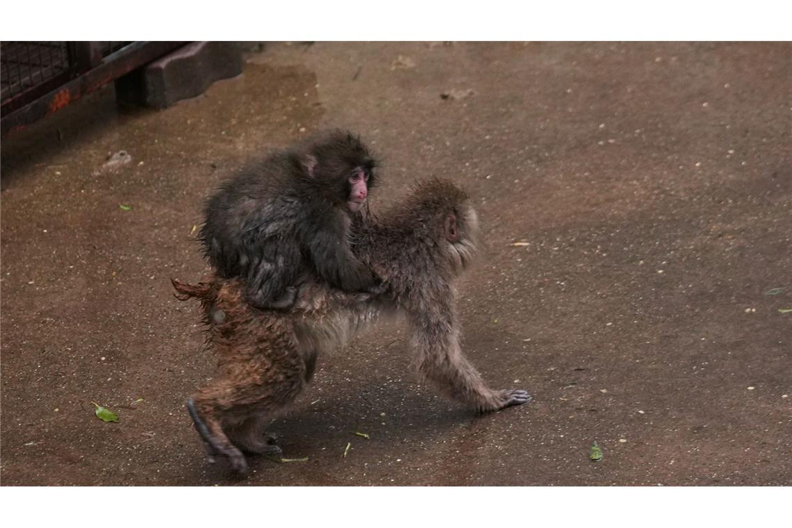 Punch, ein am 26. Juli 2025 geborener japanischer Makake, klettert auf den Rücken eines anderen Affen auf dem Affen-Spielplatz des Ichikawa-Zoos in Tokios östlicher Nachbarstadt.