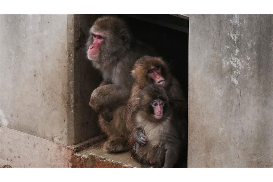 Punch geht seinen Weg.