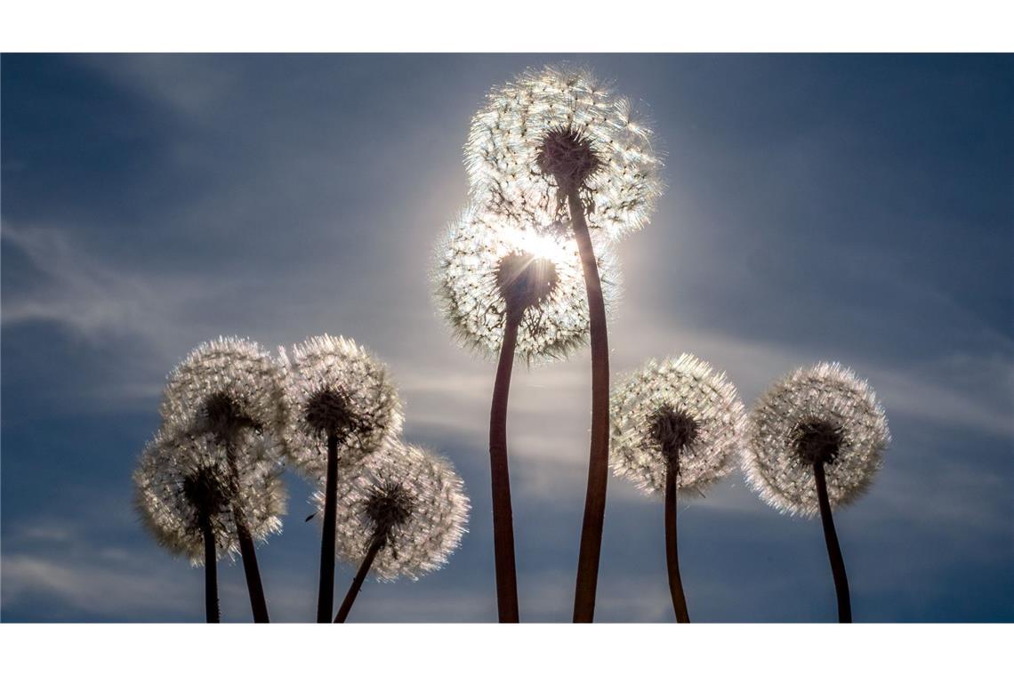 Pusteblumen