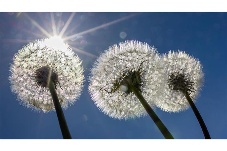 Pusteblumen in der Sonne