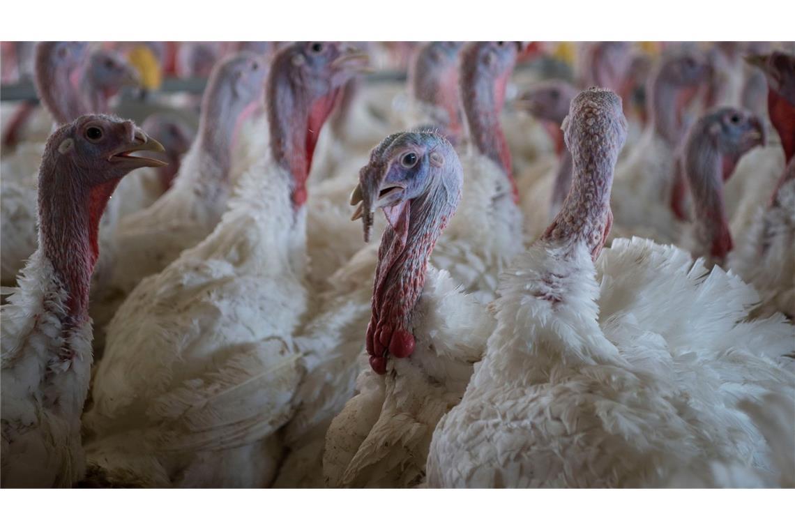 Puten im Stall eines Mastbetriebs. (Symbolbild)