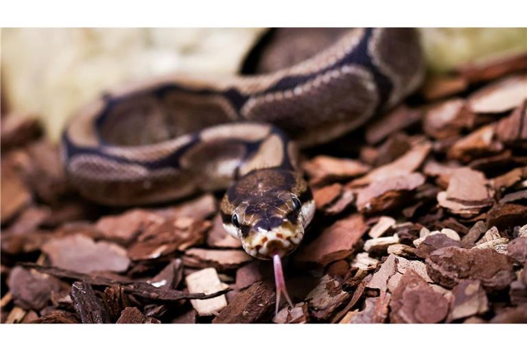 Pythons würgen ihre Opfer, können aber auch zubeißen. (Symbolbild)
