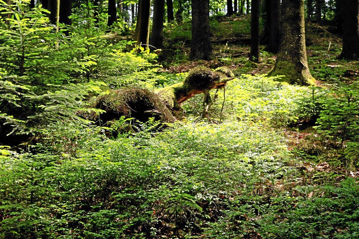 „Qigong unter Bäumen“ oder „Baum-Yoga“: Der Wald ist heuer Schwerpunktthema. Foto: A. Becher