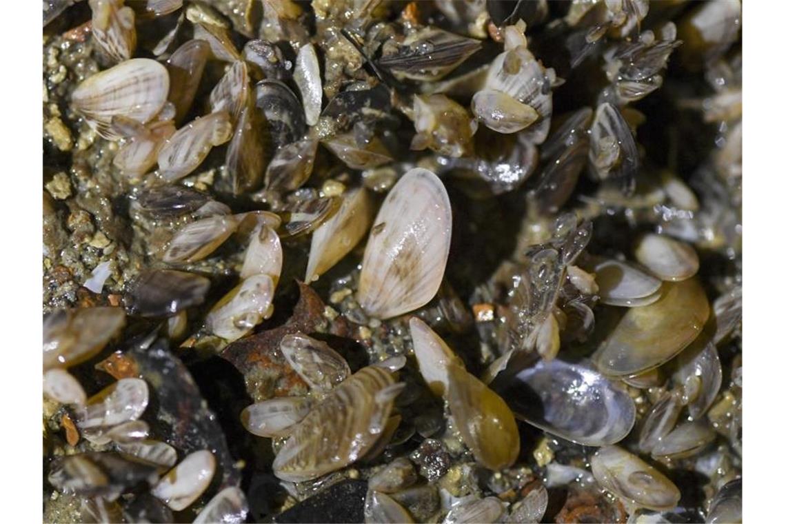 Quagga-Muscheln wachsen auf dem Boden in einer technischen Anlage der Bodenseewasserversorgung. Foto: Patrick Seeger/dpa