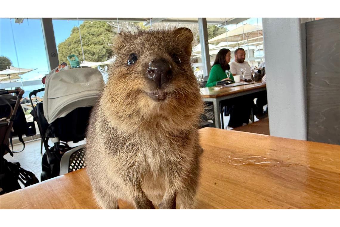 Australiens Selfie-Stars: Zu Gast bei den lächelnden Quokkas Quokkas gelten wegen ihres "Lächelns" als die glücklichsten Tiere der Welt.