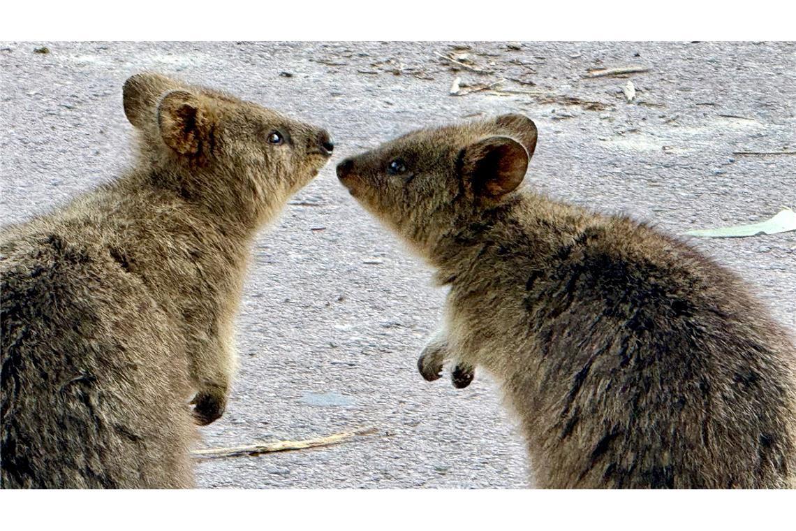 Australiens Selfie-Stars: Zu Gast bei den lächelnden Quokkas Quokkas sind gesellige Tiere und leben oft in Familiengruppen.