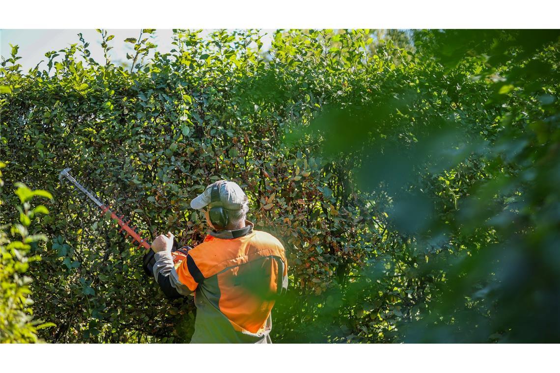 Radikale Heckenschnitte sind verboten. (Archivbild)