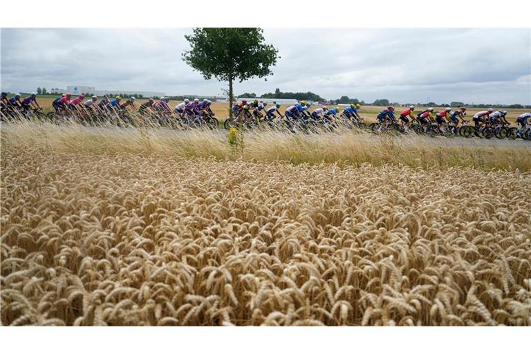 Radprofis fahren bei der 112. Tour de France während der dritten Etappe der Tour de France an einem Weizenfeld vorbei.