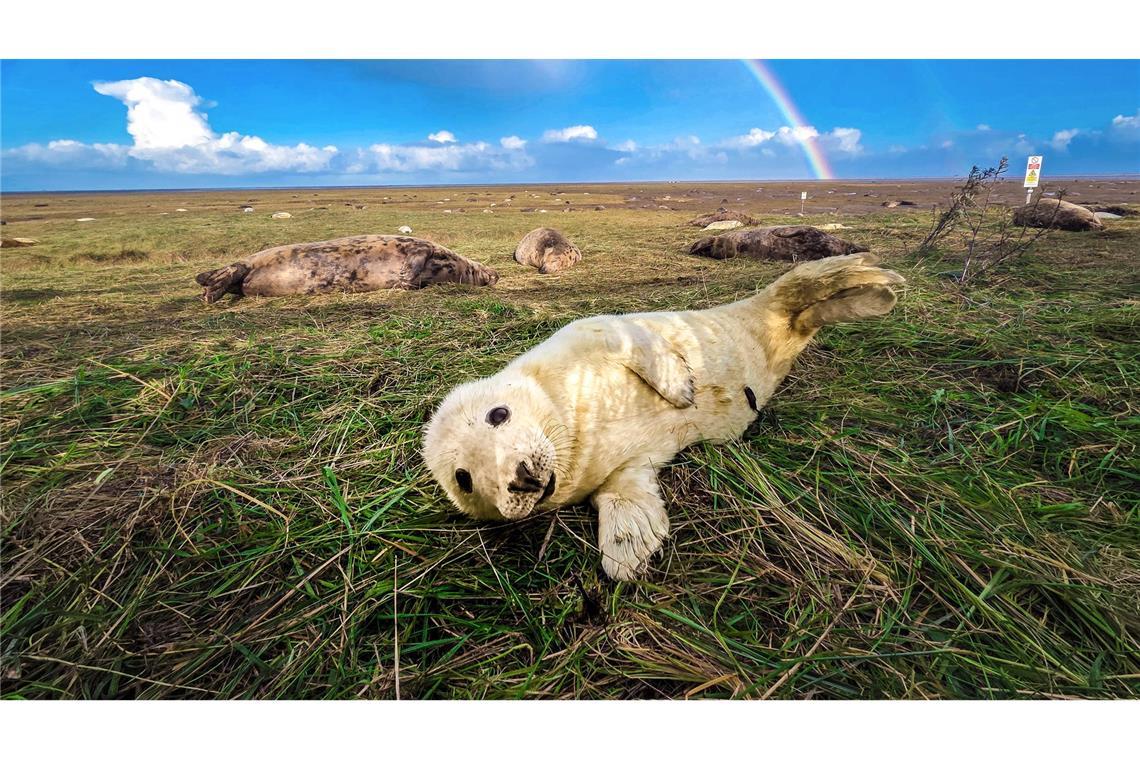 Räkeln vor Regenbogen: Junge Kegelrobbe in Nord-Lincolnshire.