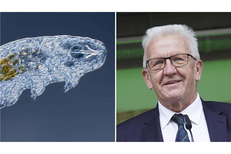 „Ramazzottius kretschmanni“ heißt ein nach Winfried Kretschmann benanntes Bärtierchen. (Symbolbild/Archivbild)