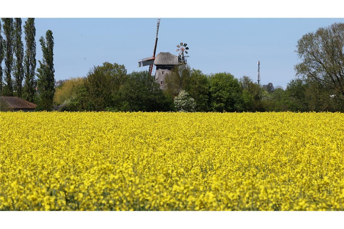 Raps blüht vor einer Windmühle in Mecklenburg-Vorpommern.