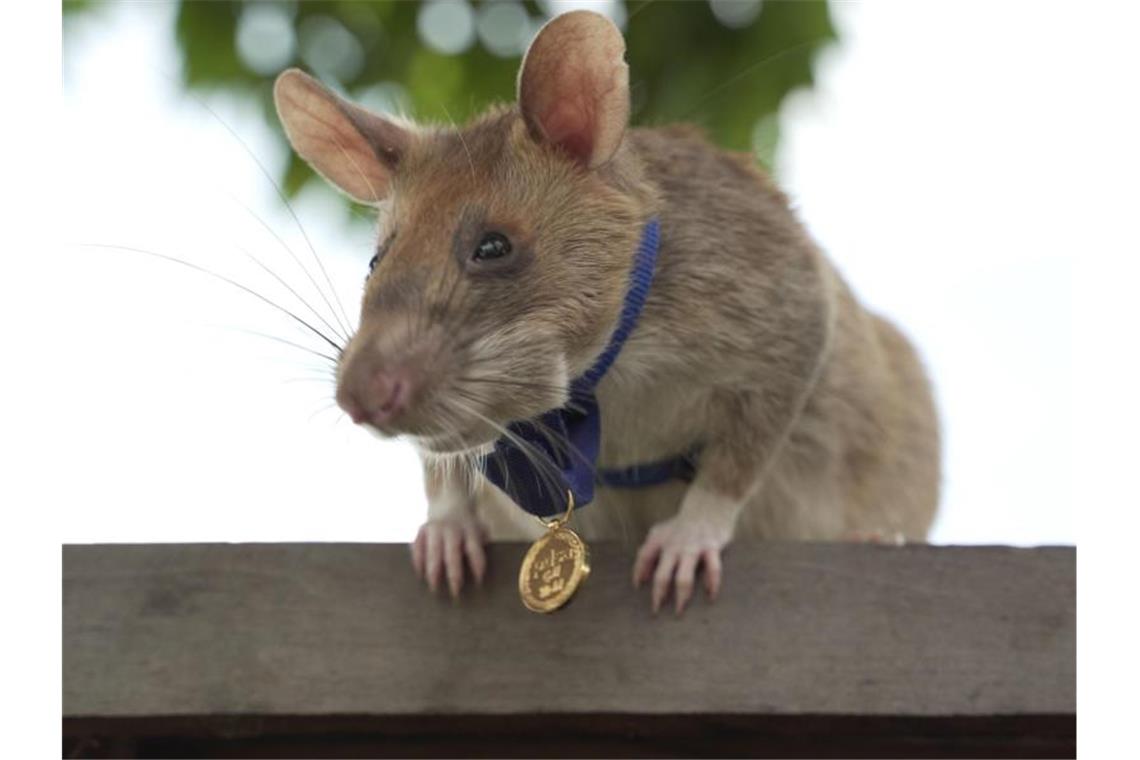 Ratte Magawa wurde mit einer PDSA-Goldmedaille ausgezeichnet. Sie hat 39 Landminen und 28 nicht explodierte Sprengkörper entdeckt. Foto: Pdsa/PA Media/dpa