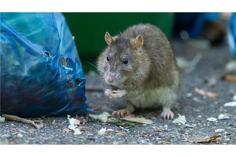 Ratten lieben Biomüll – einige Städte schaffen daher die blauen Beutel ab.