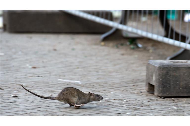 Rattenplage in Berlin.