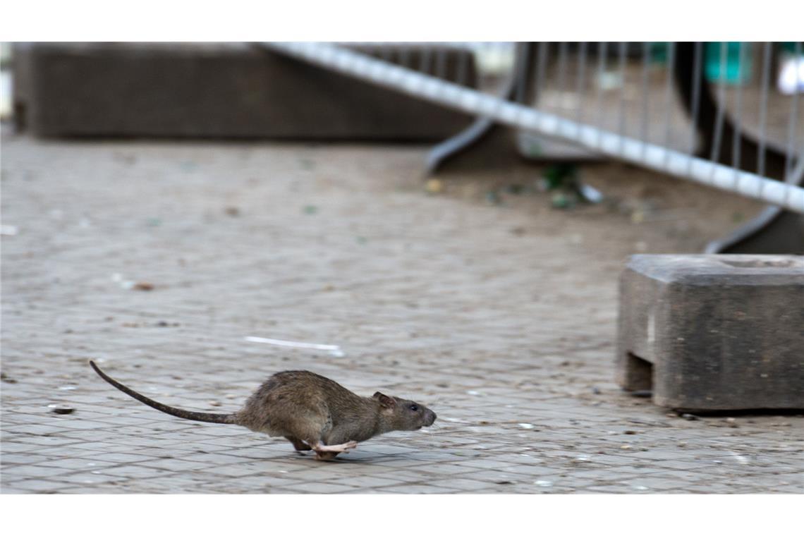 „Es wird deutlich mehr Ratten geben“ – kein Gift mehr im Baumarkt