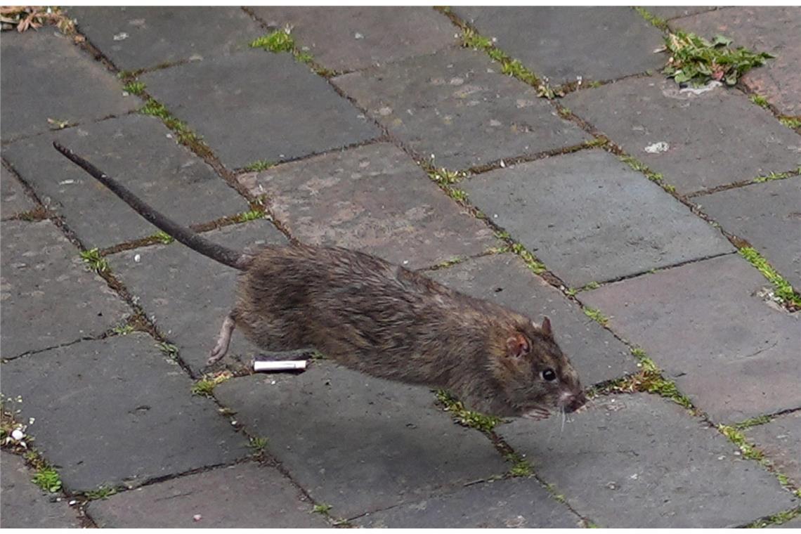 „Es wird deutlich mehr Ratten geben“ – kein Gift mehr im Baumarkt