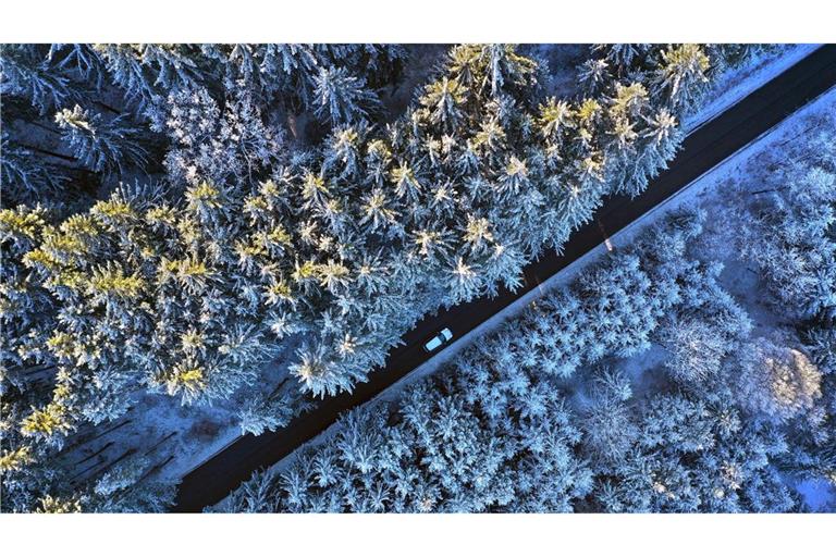 Raureif auf Nadelwald