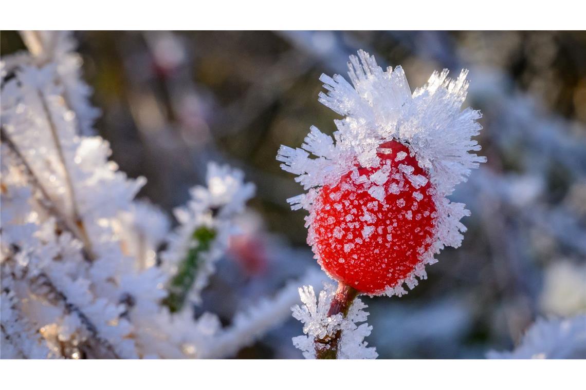 Raureif bedeckt eine Hagebutte in Brandenburg.