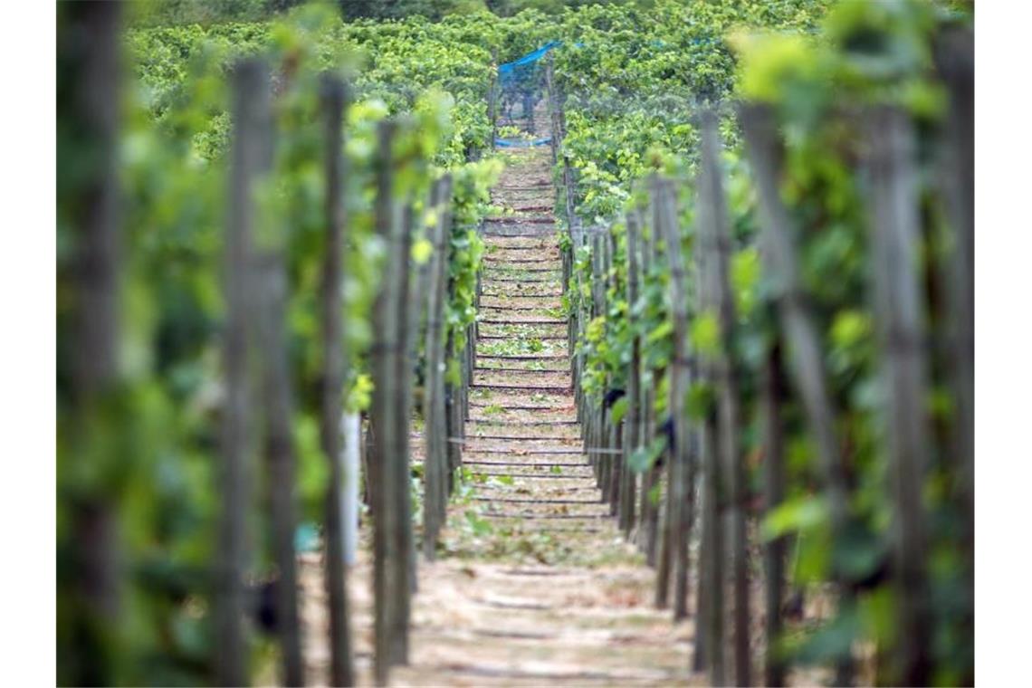 Rebstöcke unterschiedlicher Sorten stehen auf den Weinbergen. Foto: Jens Büttner/dpa-Zentralbild/ZB/Symbolbild