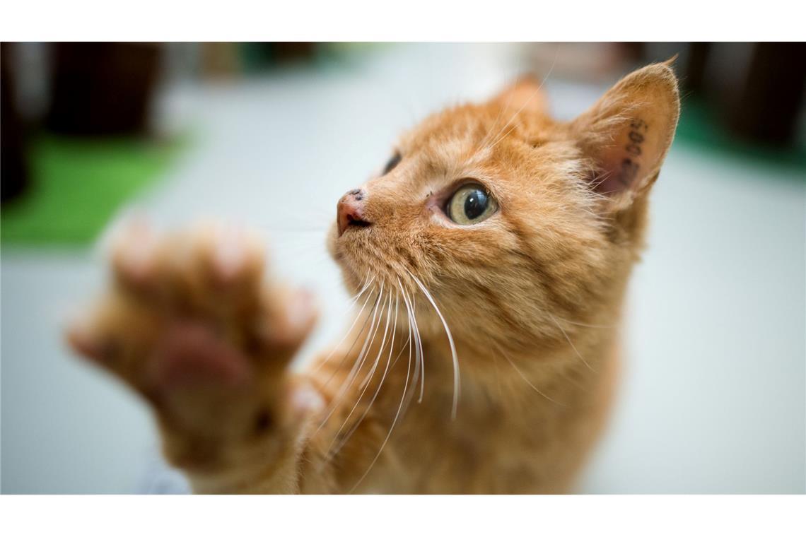 Cat Content gesucht: Forscher werten Katzenvideos aus Rechtpfotig oder linkspfotig? Die Forscher wollen herausfinden, welche Faktoren die Pfotenpräferenz bei Katzen beeinflussen. (Symboldbild)