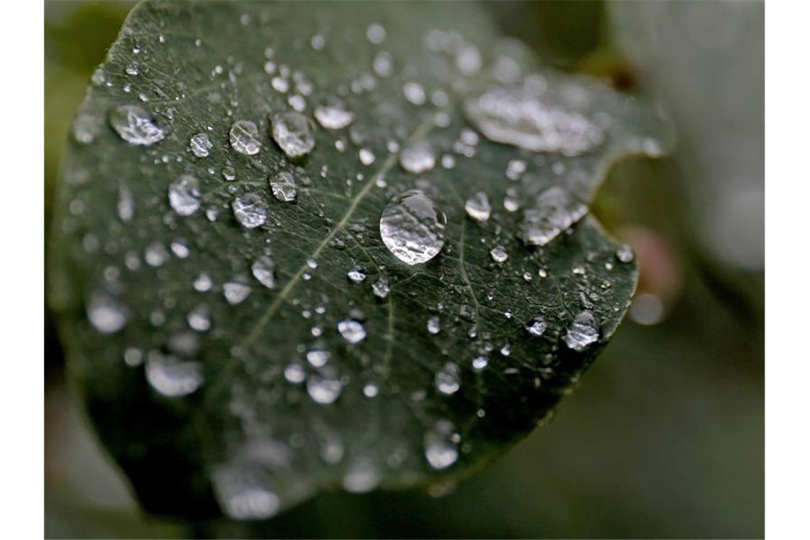 Regentropfen hängen auf dem Blatt eines Strauches. Foto: Oliver Berg