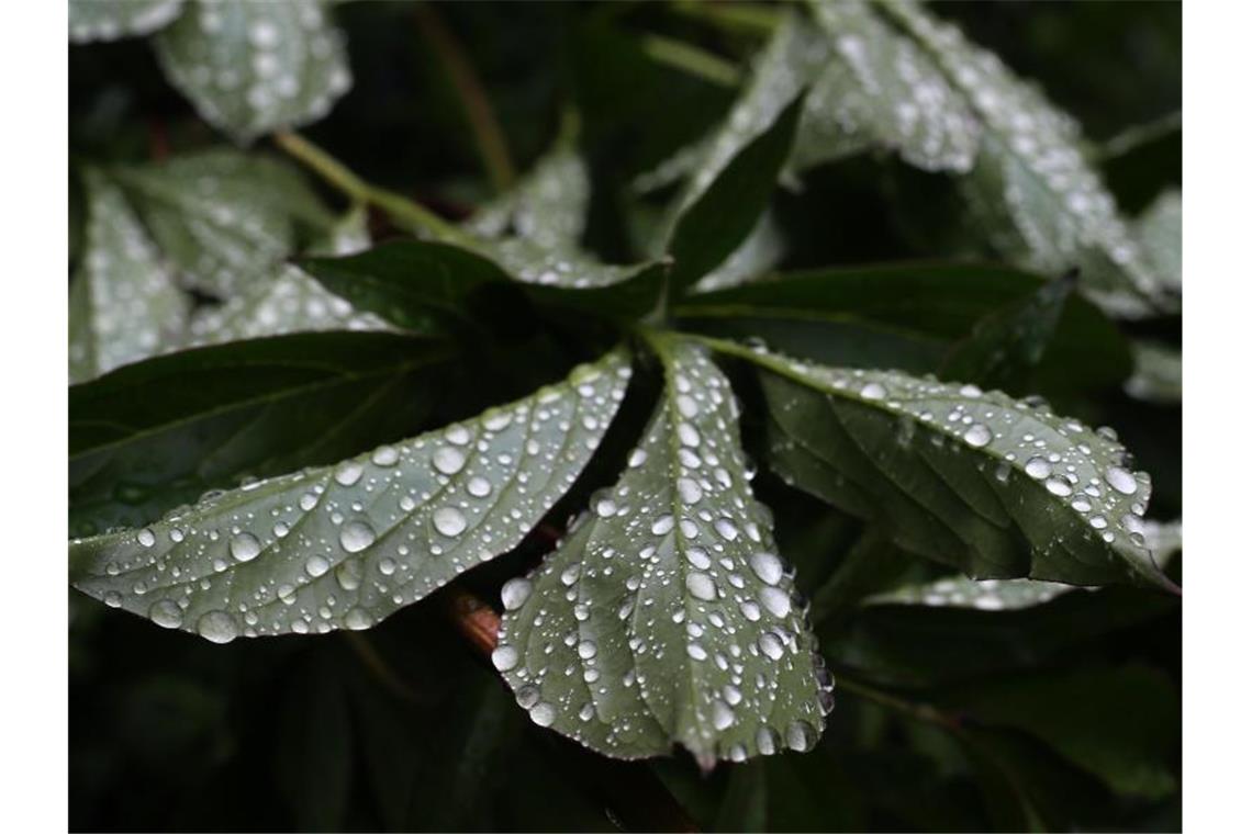 Regentropfen sammeln sich auf den Blättern einer Pfingstrose. Foto: Karl-Josef Hildenbrand/Archivbild