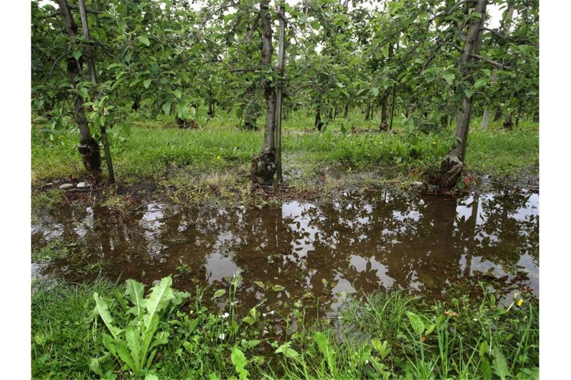 Nach Unwettern beruhigt sich die Lage Regenwasser sammelt sich am Boden einer Apfelplantage in Baden-Württemberg. Foto: Karl-Josef Hildenbrand