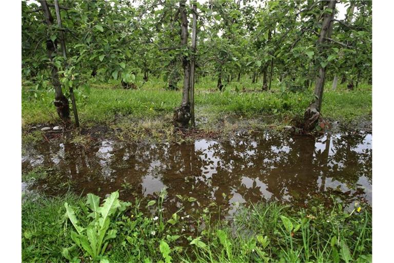 Regenwasser sammelt sich am Boden einer Apfelplantage in Baden-Württemberg. Foto: Karl-Josef Hildenbrand