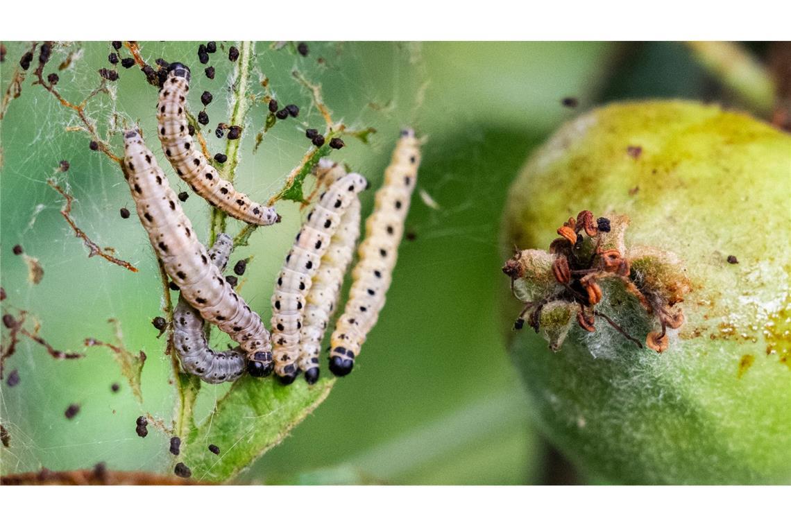 Region Hannover: Apfel-Gespinstmotten fressen an Apfelbaum in Obstgarten